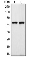 Anti-Cytochrome P450 39A1 Antibody