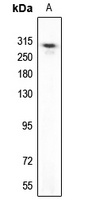 Anti-UBR5 Antibody