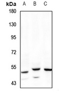 RHCG antibody