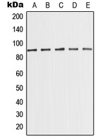 Anti-MED15 Antibody