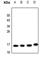 SF3B14 antibody