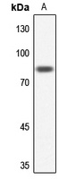 NUB1 antibody