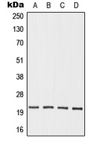 Anti-OAZ3 Antibody