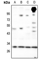 RAB23 antibody