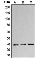 DNAJB11 antibody