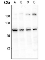 Anti-ERAP1 Antibody