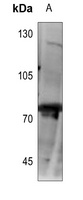 UBASH3A antibody