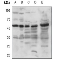 GPR173 antibody