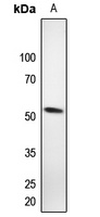 TERF2IP antibody