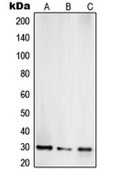 Anti-TOLLIP Antibody