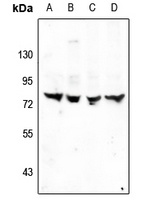 TRIM68 antibody