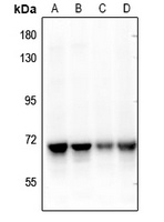 NEIL3 antibody