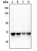 Anti-NEIL3 Antibody