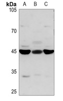 Anti-STAP2 Antibody