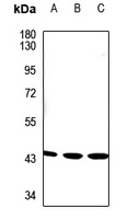 LYAR antibody