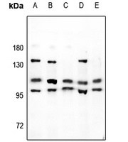 Anti-NBPF-pan Antibody