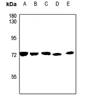 CSGALNACT1 antibody