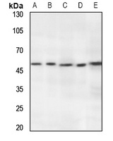Anti-RNF130 Antibody