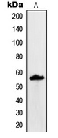 MUC13 antibody