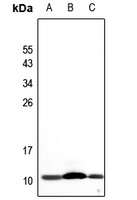 NDUFA4L2 antibody