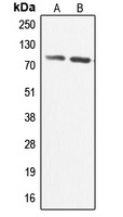 Anti-CABC1 Antibody