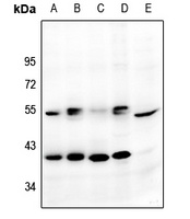 CXCR7 antibody