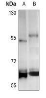 Anti-Cyclin L1 Antibody