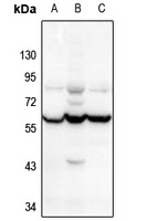 CHRNA10 antibody