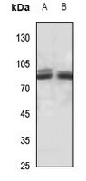Anti-PAK7 Antibody