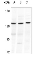 Anti-Collagen 20 alpha 1 Antibody
