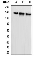 SCAF1 antibody