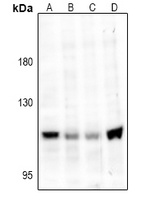 Anti-TRPV4 Antibody