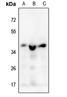 MRPS35 antibody
