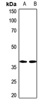 NECAB3 antibody