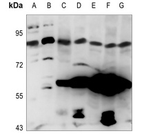 Anti-NOC3L Antibody