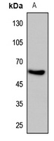 Anti-HIF3 alpha Antibody