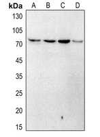 DCLRE1C (phospho-S516) antibody