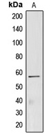 Anti-CREB3L2 Antibody