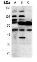 RTN4R antibody
