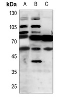 Anti-RTN4R Antibody