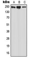 WNK2 antibody