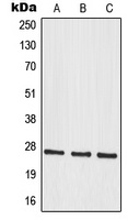 MRPS34 antibody