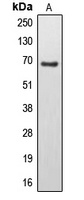 EPS8L3 antibody