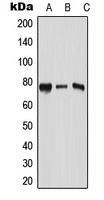 Anti-RPAP3 Antibody