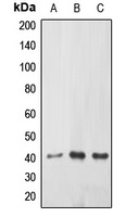 EPHX3 antibody