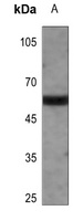 PANK2 antibody