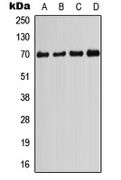 Anti-PIF1 Antibody