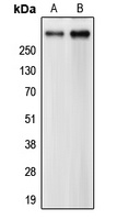 CEP290 antibody