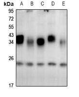 DNAJC5 antibody