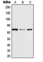 TRAF3IP3 antibody